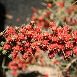 Cylindropuntia leptocaulis 果實