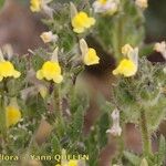 Linaria arenaria Habitat