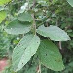 Grewia flavescens Leaf