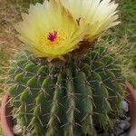 Parodia buiningii Costuma