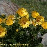 Adonis pyrenaica Habitus