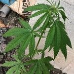 Cannabis sativa Хабит