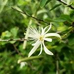 Grewia tenax Flower