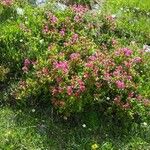 Rhododendron arborescens Blodyn