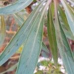 Echium decaisnei Leaf