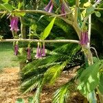 Iochroma cyaneum Blad