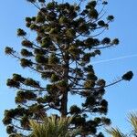 Araucaria cunninghamii Leaf