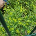 Euphorbia segetalis Folla