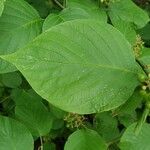 Cornus rugosa Blatt