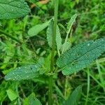 Scrophularia auriculata Blatt