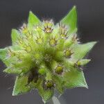 Knautia dipsacifolia Fruto