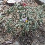 Solanum elaeagnifolium Leaf