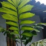 Iriartea deltoidea Leaf