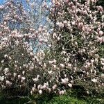 Magnolia × soulangeanaКвітка