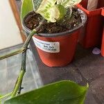 Marble Queen PothosList