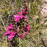 Lamourouxia virgata Flor