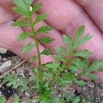 Lepidium bonariense Feuille