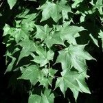 Acer cappadocicum List