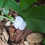 Siphonochilus brachystemon Blüte
