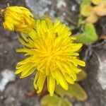 Sonchus ustulatus Квітка