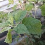 Lycium cestroides Hoja