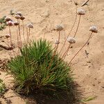 Armeria pungens 整株植物