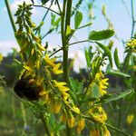 Melilotus altissimus Flower