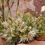 Enneapogon desvauxii Vivejo