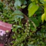 Cyathula prostrata Flower