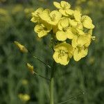 Brassica rapa Flower
