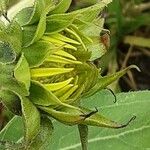 Helianthus decapetalus Цветок