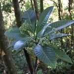 Alstonia costata Hàbitat