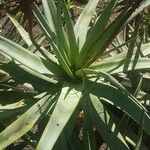 Dyckia encholirioides Hoja