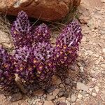 Cistanche violacea Flower