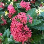 Ixora chinensis Blüte