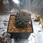 Mammillaria wrightii Hoja