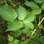 Rubus polonicus Leaf