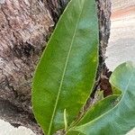 Sacoglottis gabonensis Leaf