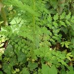 Cardamine impatiens Leaf