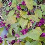 Callicarpa bodinieriVrucht