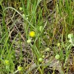 Lasthenia glaberrima Habitat