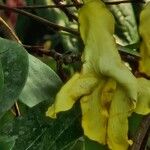 Brunfelsia americana Virág