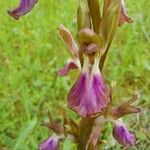 Anacamptis collina Kvet