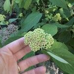 Hydrangea arborescensFloare