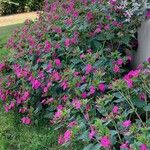 Mirabilis jalapa 整株植物