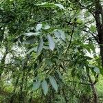 Fraxinus chinensis ഇല