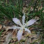 Iris tenuissima Flower