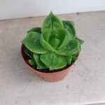 Haworthia cymbiformis Yaprak