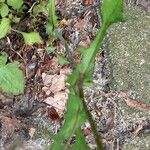 Lactuca muralis Leaf