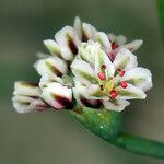 Eriogonum cernuum 花